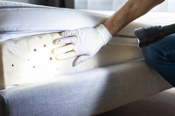 Best Rat Extermination Near Me  in Elida, OH