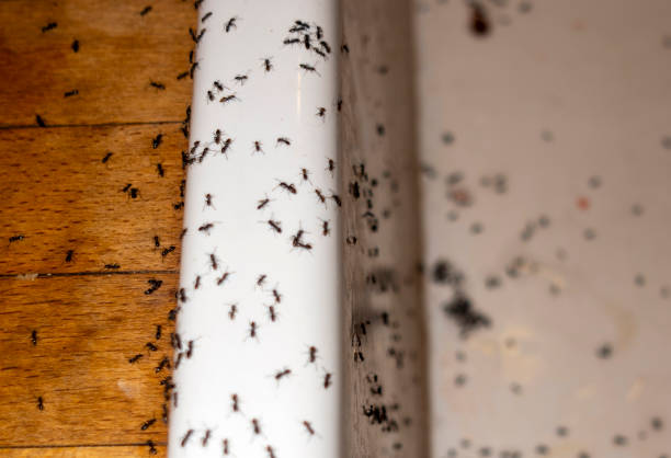 Best Pest Removal Services  in Elida, OH